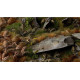 Gamers Grass: Laser Plants - Dry Bracken - Wysuszona paproć