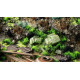 Gamers Grass: Special tufts - 6 mm - Alien Toxic (Wild)