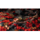 Gamers Grass: Special tufts - 6 mm - Blood Moon (Wild)