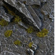 Gamers Grass: Special tufts - 2 mm - Dark Moss