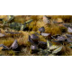 Gamers Grass: Laser Plants - Black Magic Taro - Kolokazja Black Magic
